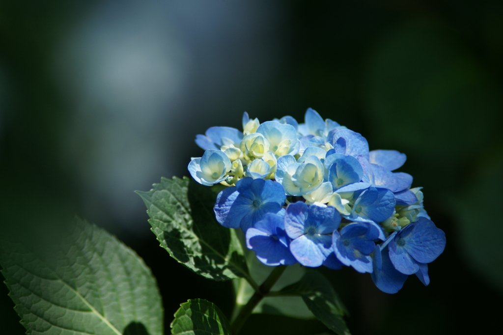 横須賀菖蒲園にて 6/6 DSC01009