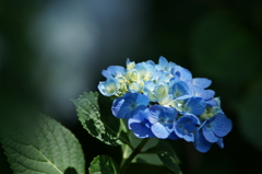 横須賀菖蒲園にて 6/6 DSC01009