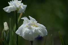 横須賀菖蒲園にて 6/6 DSC00426