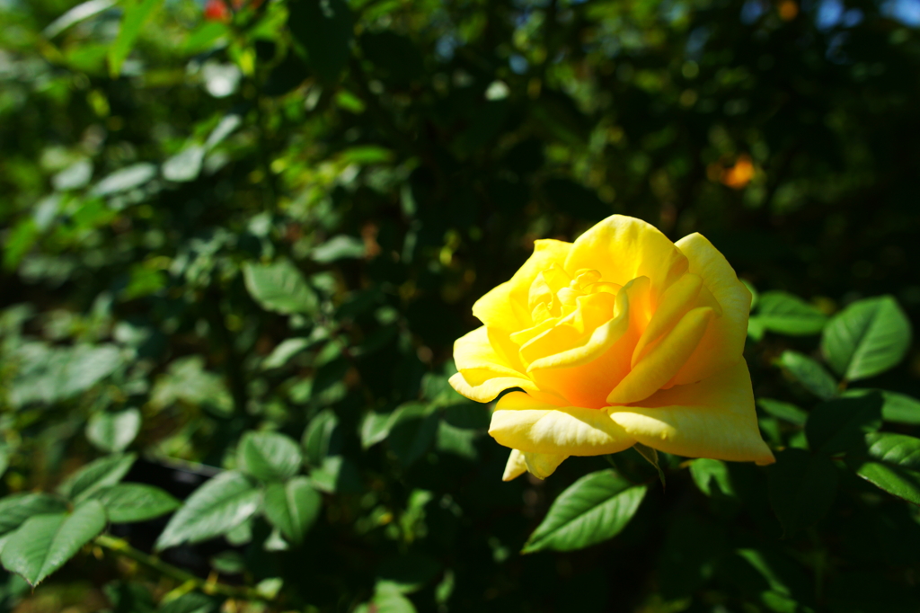 ぶら散歩 花菜ガーデン 10/3 DSC07482