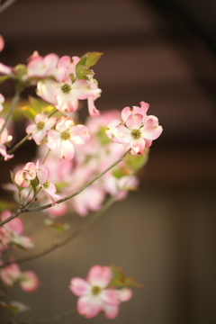 ハナミズキ 2016 4/20 DSC05225