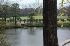 雨の長久保公園 20160319 DSC_2365