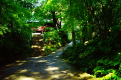 残暑の妙本寺 DSC08582