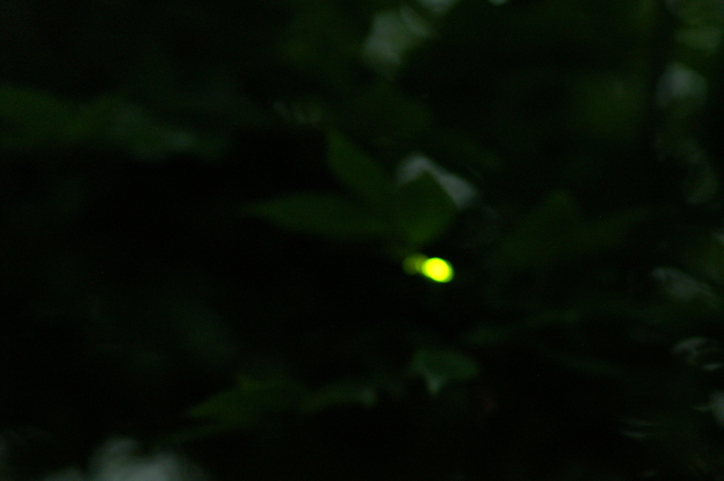 初蛍 2016 5/22 PICT9940
