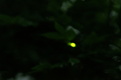 初蛍 2016 5/22 PICT9940