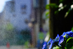 霧雨の似合う紫陽花