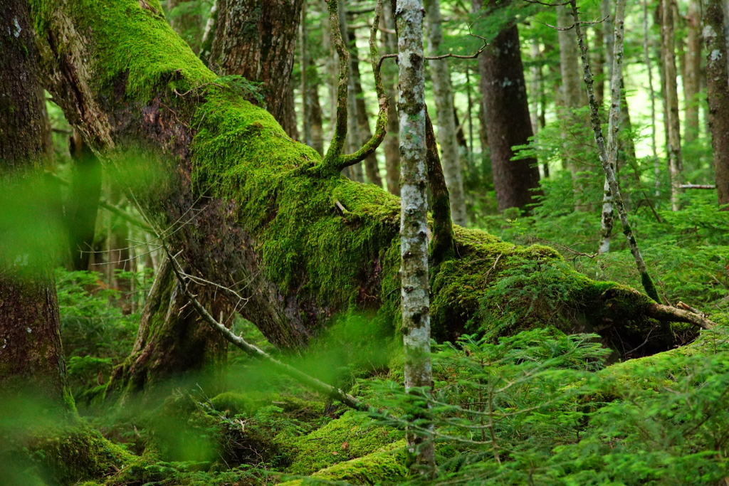 白駒の苔の森 2016 8/17 DSC07485