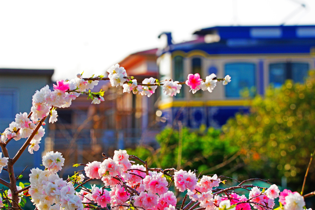 車窓から見える沿線の花桃を…①