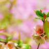 百花繚乱…やっと君に会えたよ ①