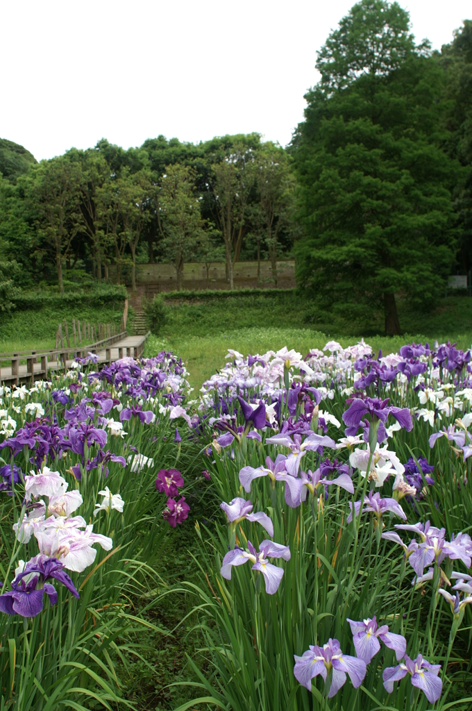 新林公園にて ぶら散歩 6/10 PICT2927