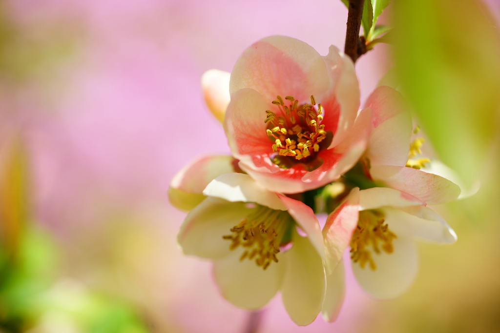 百花繚乱…やっと君に会えたよ ③