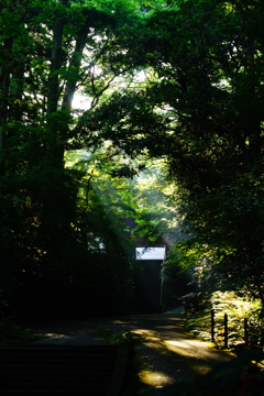 静寂な幽玄の森に射す光芒 ②