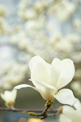 咲き誇る白木蓮