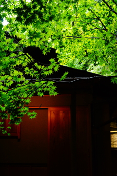 報国寺 竹の庭  2016 8/20 DSC07954