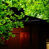 報国寺 竹の庭  2016 8/20 DSC07954