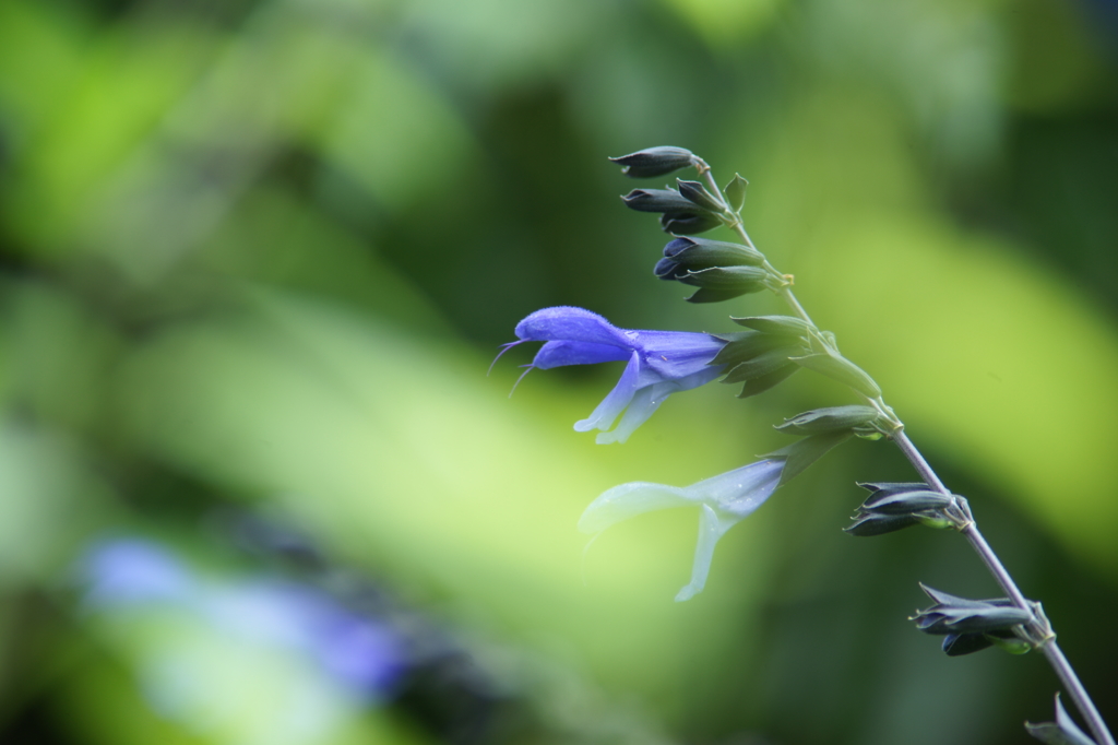 雨上がりの花菜ガーデンにて 6/27 DSC01460