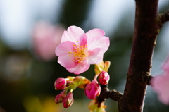 河津桜 三浦海岸ぶら散歩 2016 2/6 DSC04980