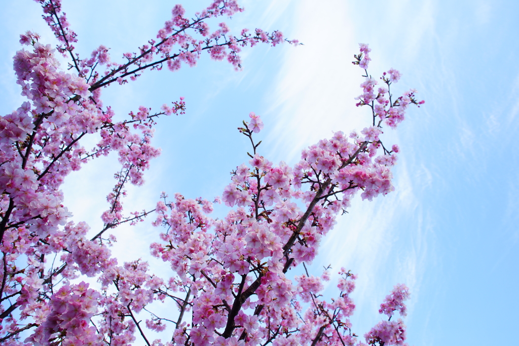 空高く枝を伸ばす河津桜 ③