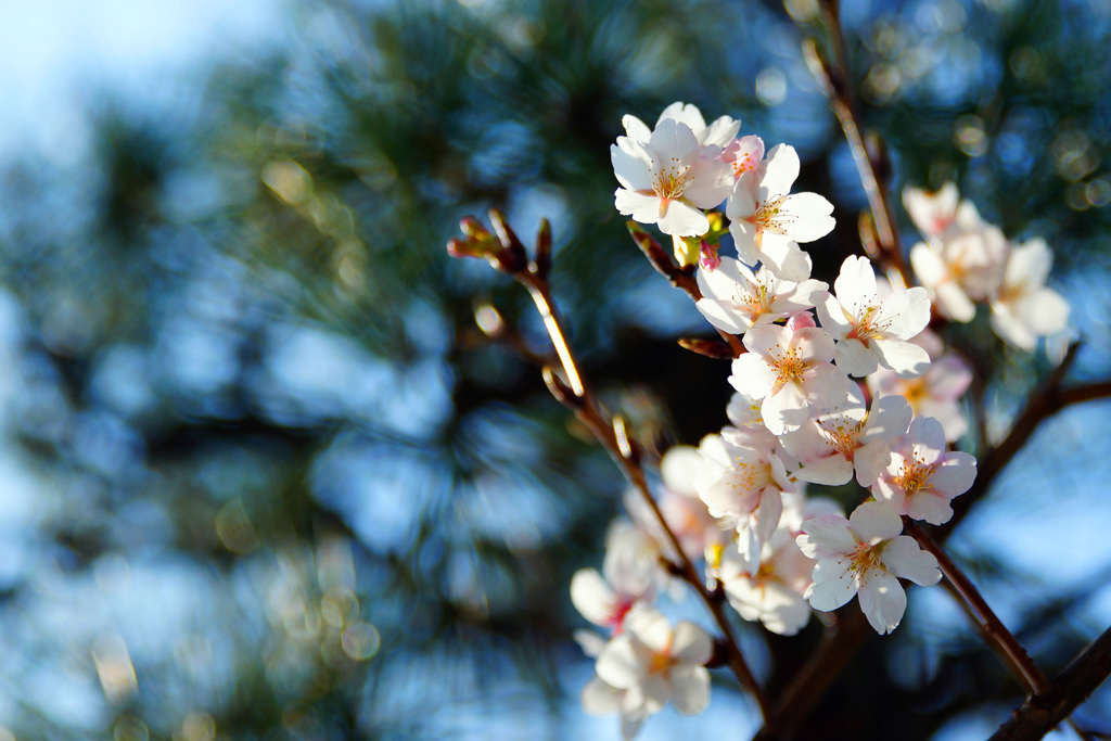 君の名は玉縄桜…春はすぐそこまで