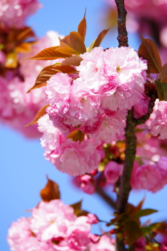 朝の光の中で～八重桜～②