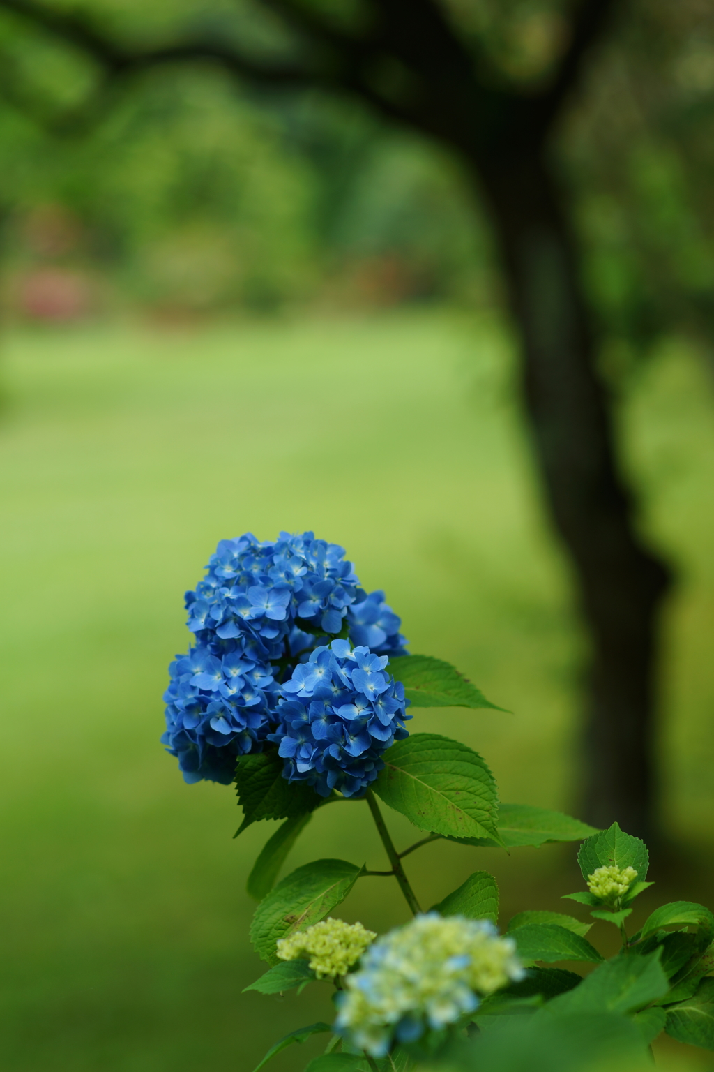 紫陽花ぶら散歩 大庭城址公園 2016 5/28 DSC03068