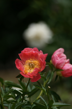 シャクヤクの季節 フラワーセンター大船植物園 2016 5/7 DSC08119