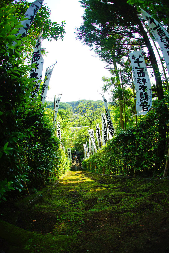 苔の階段…グリーンワールド ②