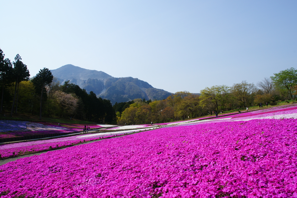 秩父 羊山公園　芝桜まつり2016 DSC04555