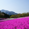 秩父 羊山公園　芝桜まつり2016 DSC04555