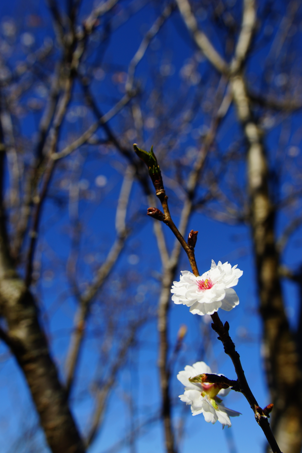 ちょびっと発見 冬桜②