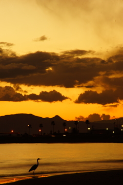 夕暮れの波打ち際に佇むアオサギ～じっとしているお利口さん～②