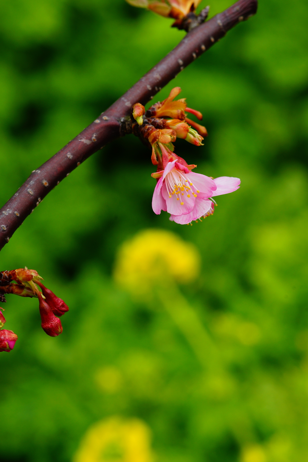 河津桜＆菜の花 三浦海岸ぶら散歩 2016 2/6 DSC05132