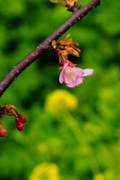 河津桜＆菜の花 三浦海岸ぶら散歩 2016 2/6 DSC05132