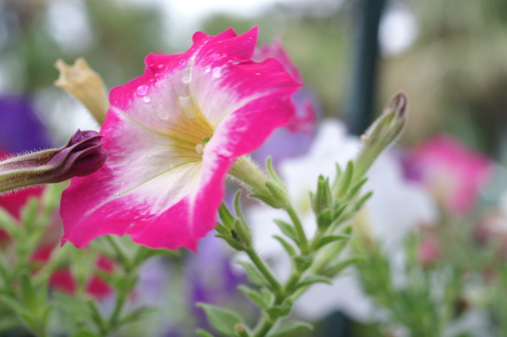 途中下車のぶら散歩 6/3 ④ PICT2738