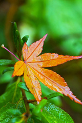 雨に濡れ光る紅葉～武蔵野陵～ ②