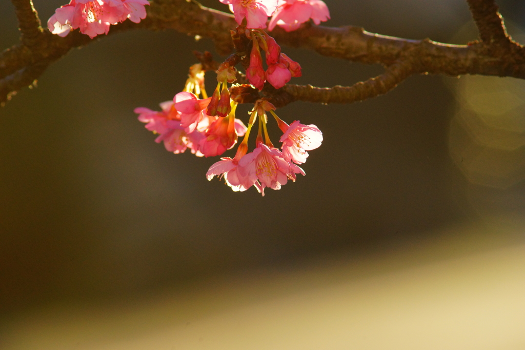 鎌倉宮 河津桜 2016 1/24 DSC04665