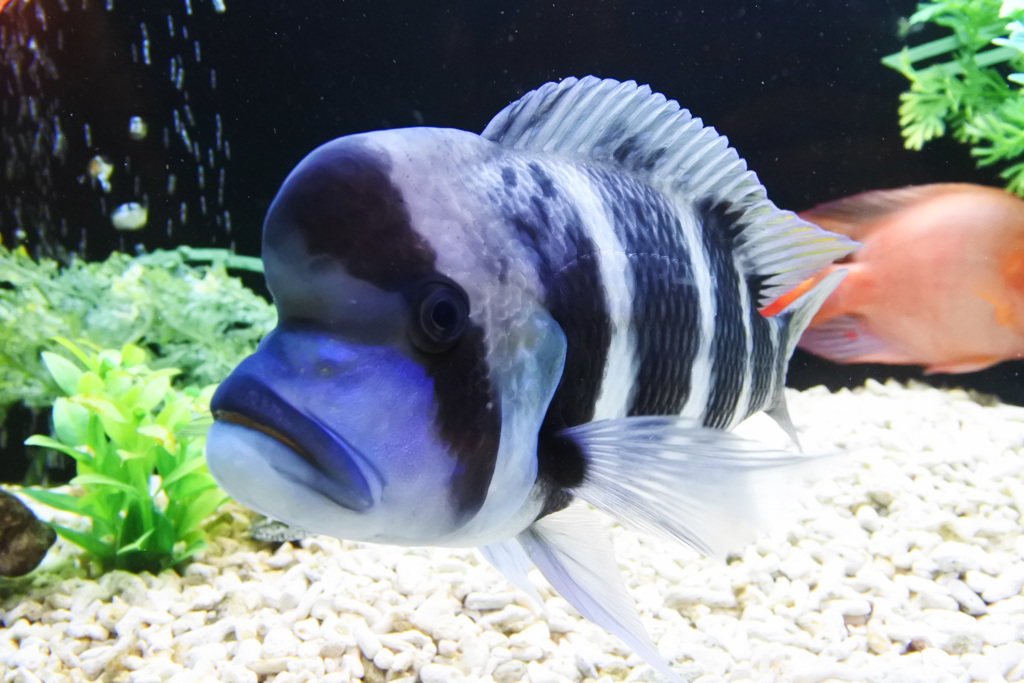 アクアリウムにカラフルなギョ、ギョ、ギョ ⑥