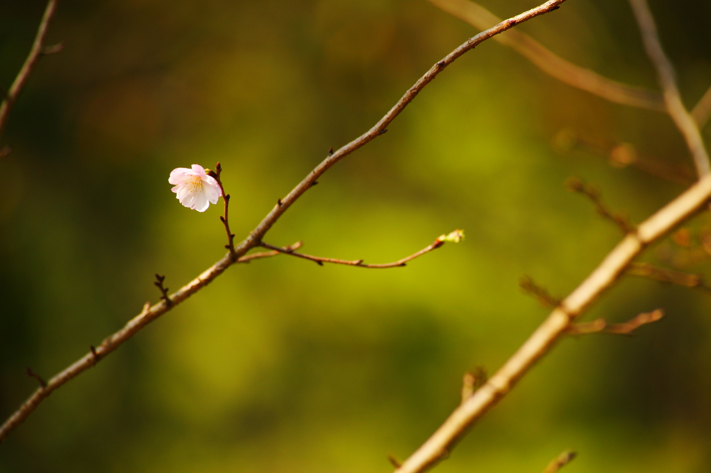 ぶら散歩 神代植物公園 2015 10/12 DSC08588