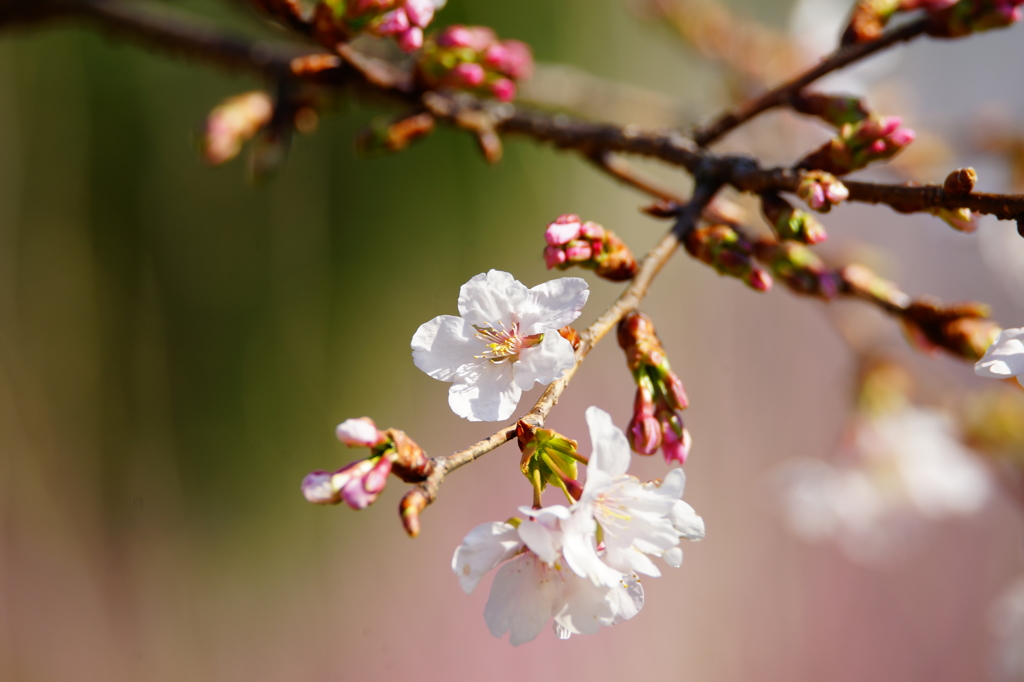 玉縄桜 フラワーセンター大船植物園 2016 2/27 DSC06272