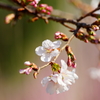玉縄桜 フラワーセンター大船植物園 2016 2/27 DSC06272