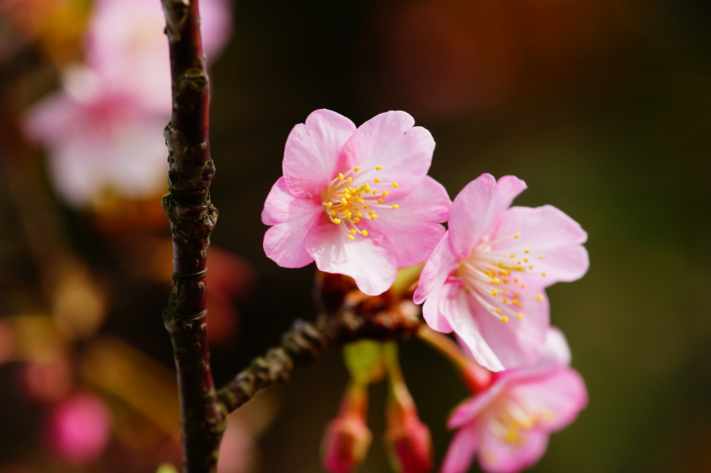 河津桜 三浦海岸ぶら散歩 2016 2/6 DSC05031