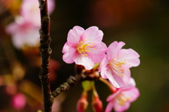 河津桜 三浦海岸ぶら散歩 2016 2/6 DSC05031