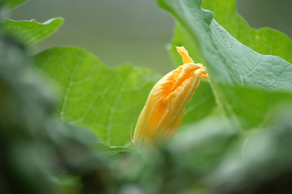 雨上がりの花菜ガーデンにて 6/27 DSC01861