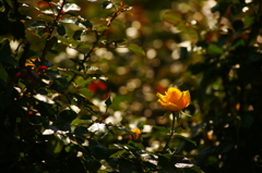 秋のバラフェスタ 神代植物公園 2015 10/12 DSC08488