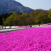 秩父 羊山公園　芝桜まつり2016 DSC08764