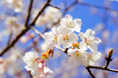 無名 白浜桜の里 2016 2/11 DSC05536