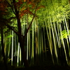 幻想的な光景 竹林 ～大磯城山公園～