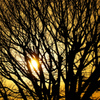春夕陽と木立のシルエット