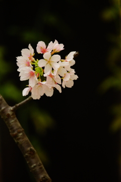 玉縄桜 ④