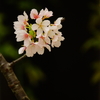 玉縄桜 ④